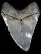Glossy, Megalodon Tooth - Serrated #35960-2